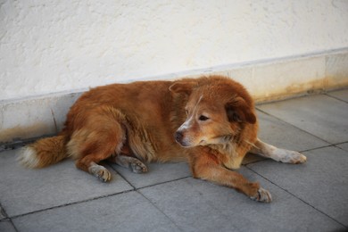 Photo of Lonely stray dog near white wall outdoors. Homeless pet