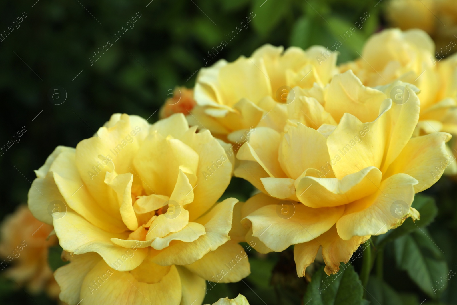 Photo of Beautiful blooming yellow roses on blurred background, closeup