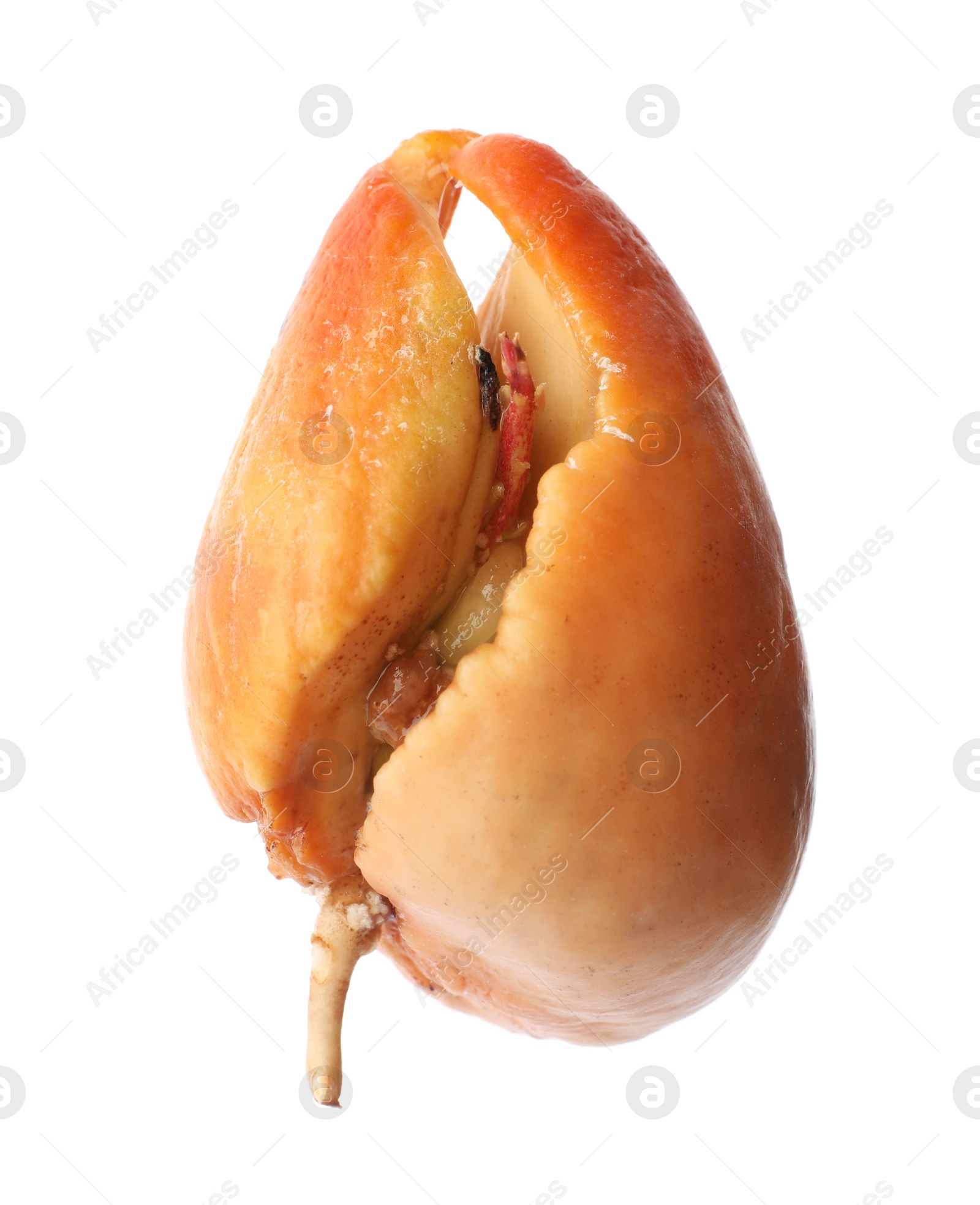 Photo of Avocado pit with sprout and root on white background