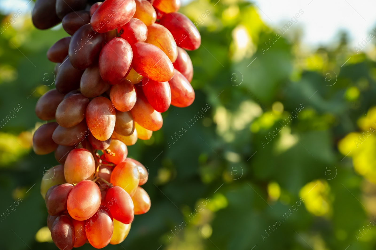 Photo of Delicious ripe grapes growing in vineyard, closeup. Space for text
