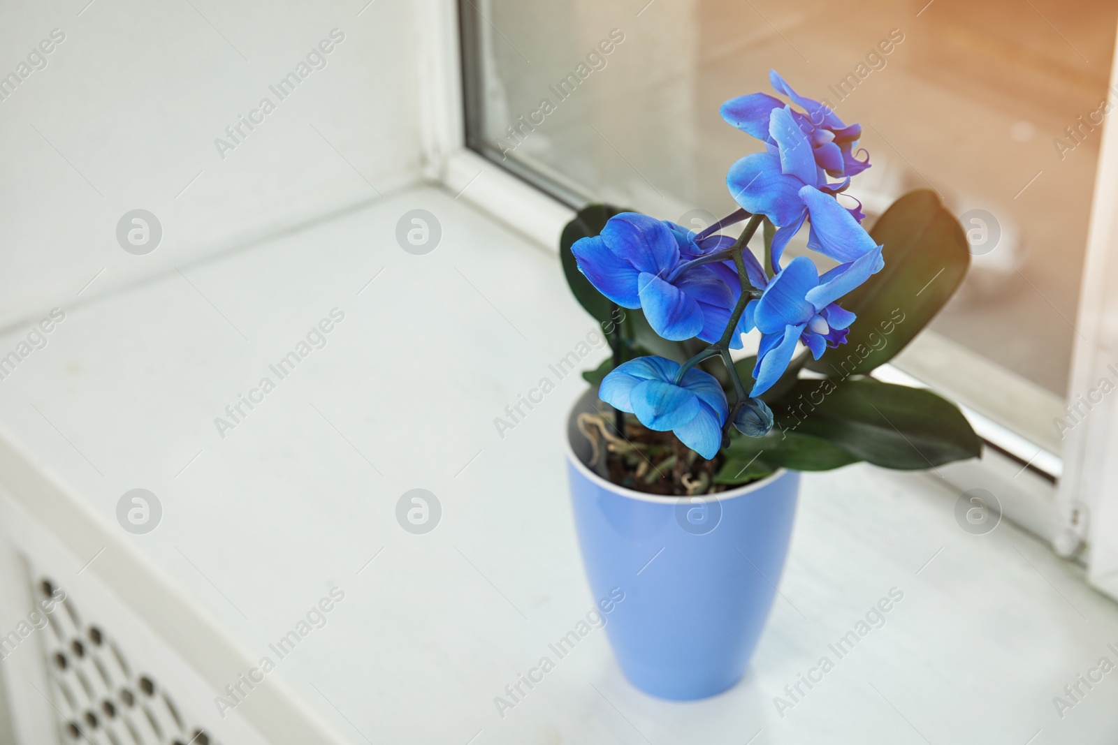 Photo of Beautiful tropical orchid flower in pot on windowsill. Space for text