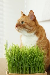 Photo of Cute ginger cat near potted green grass indoors