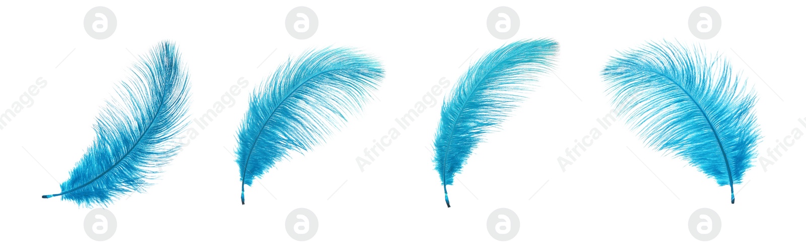 Image of Beautiful light blue feathers isolated on white, set