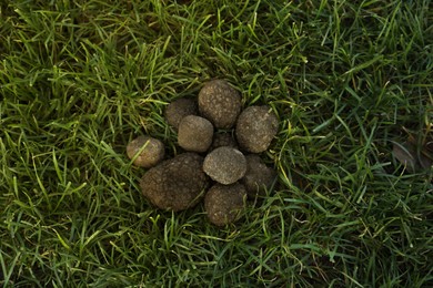 Photo of Fresh truffles on green grass, top view