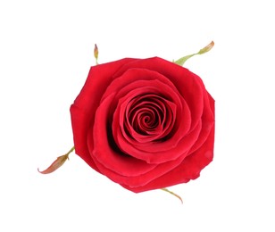 Photo of One beautiful red rose isolated on white