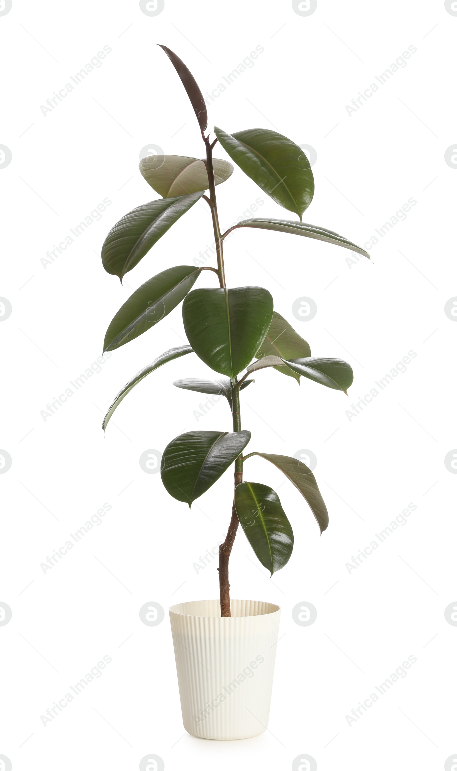 Photo of Pot with Ficus elastica plant isolated on white. Home decor