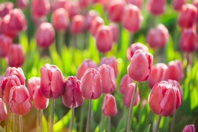 Blossoming tulips in field on sunny spring day