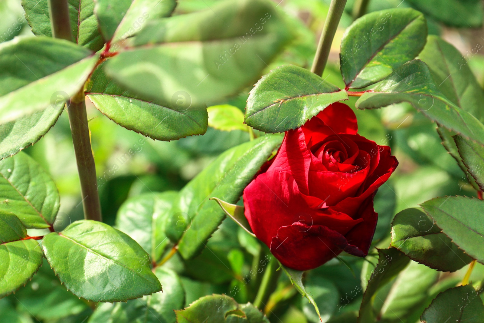 Photo of Beautiful blooming red rose in garden on sunny day. Space for text