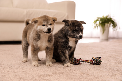 Photo of Cute Akita inu puppies with toy indoors. Friendly dogs