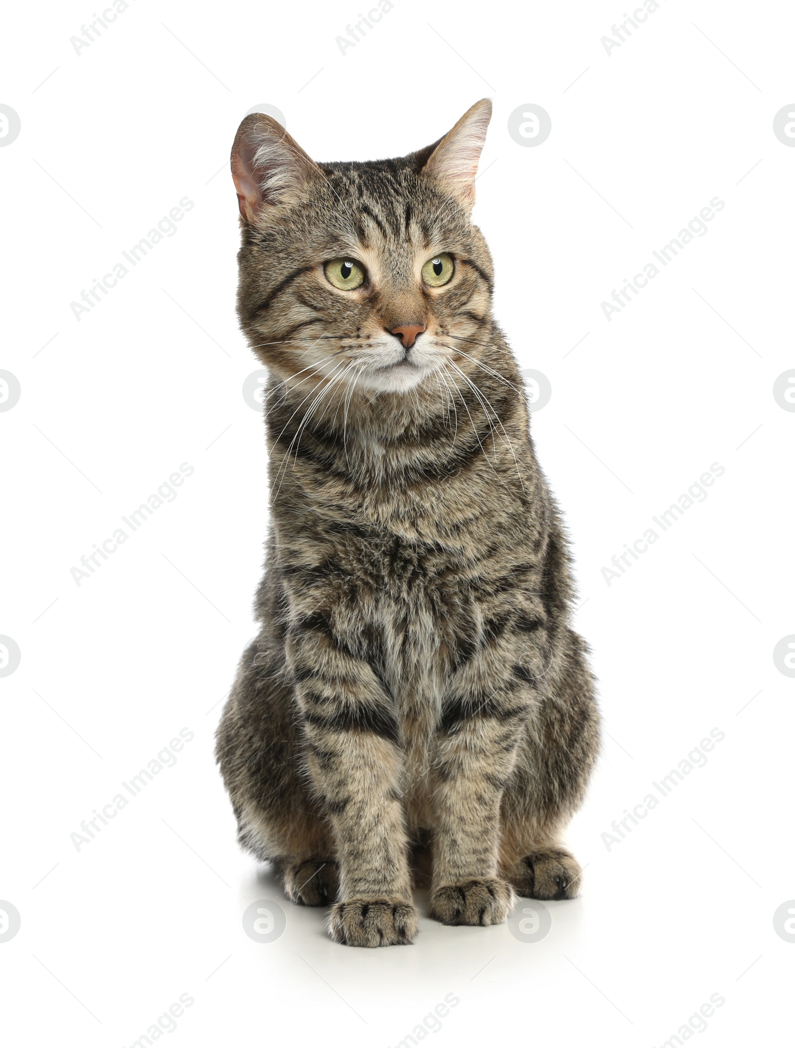 Photo of Cute tabby cat isolated on white. Friendly pet