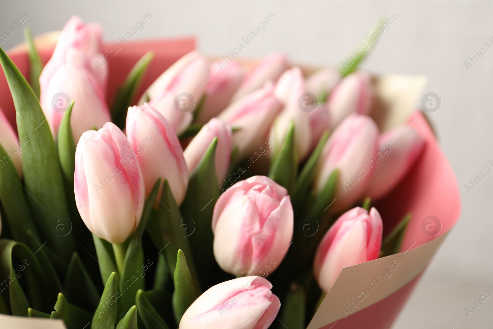 Photo of Beautiful bouquet of fresh pink tulips on light background, closeup