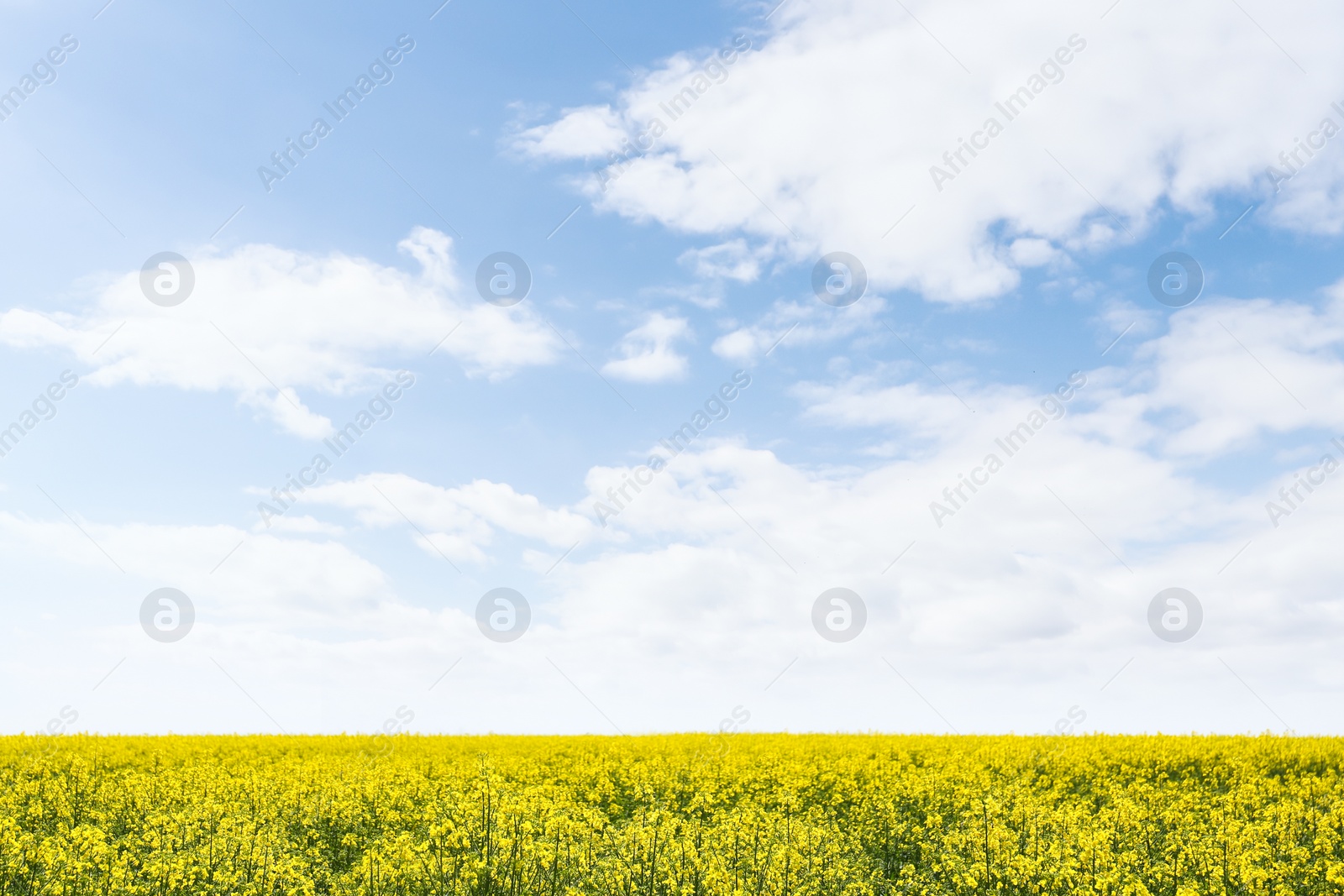 Photo of Beautiful view of blooming rapeseed field on sunny day