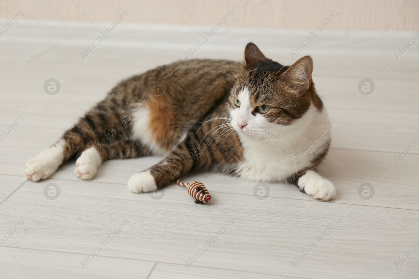 Photo of Cute cat with knitted toy on floor at home. Lovely pet