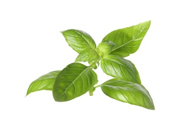 Fresh green basil leaves isolated on white