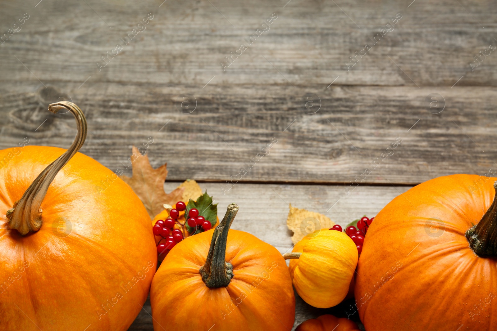 Photo of Thanksgiving day. Flat lay composition with pumpkins on wooden table, space for text