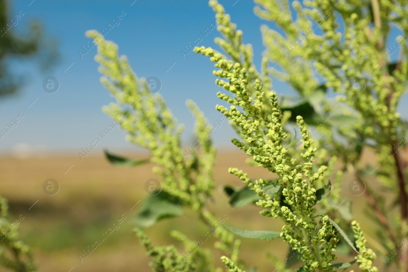 Photo of Blooming ragweed plant (Ambrosia genus) outdoors on sunny day. Seasonal allergy