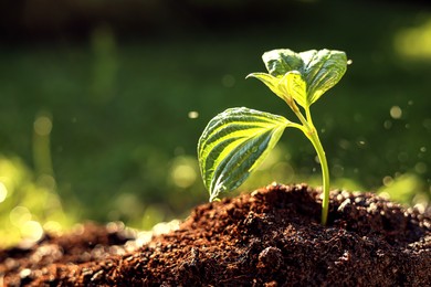 Beautiful green seedling in soil outdoors, closeup with space for text. Planting tree