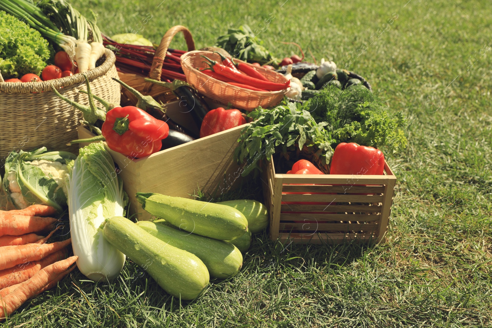 Photo of Different fresh ripe vegetables on green grass