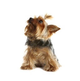 Photo of Yorkshire terrier isolated on white. Happy dog