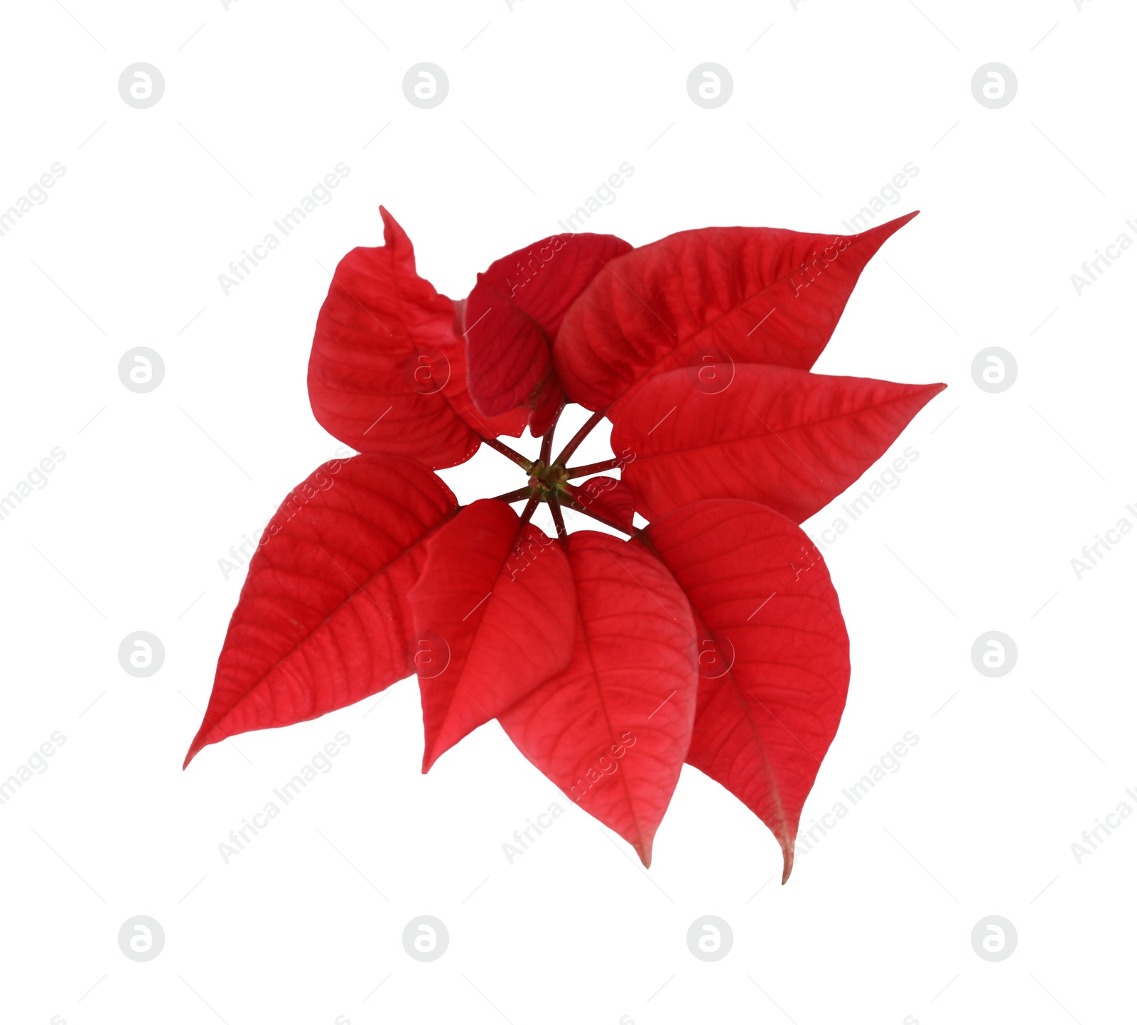 Photo of Beautiful Poinsettia isolated on white, top view. Traditional Christmas flower