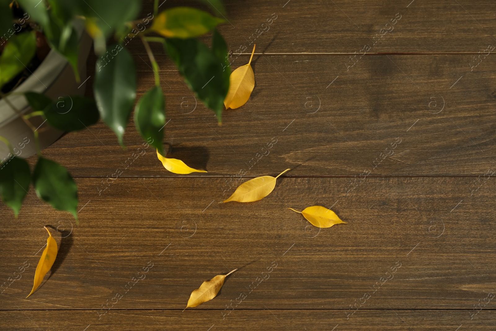 Photo of Fallen yellow leaves on floor near houseplant, flat lay