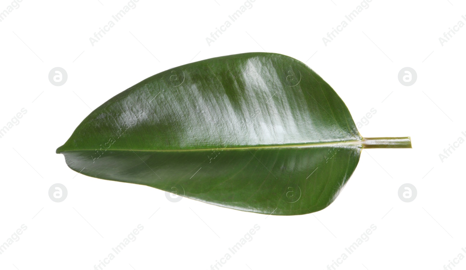 Photo of Fresh green leaf of Ficus elastica plant isolated on white