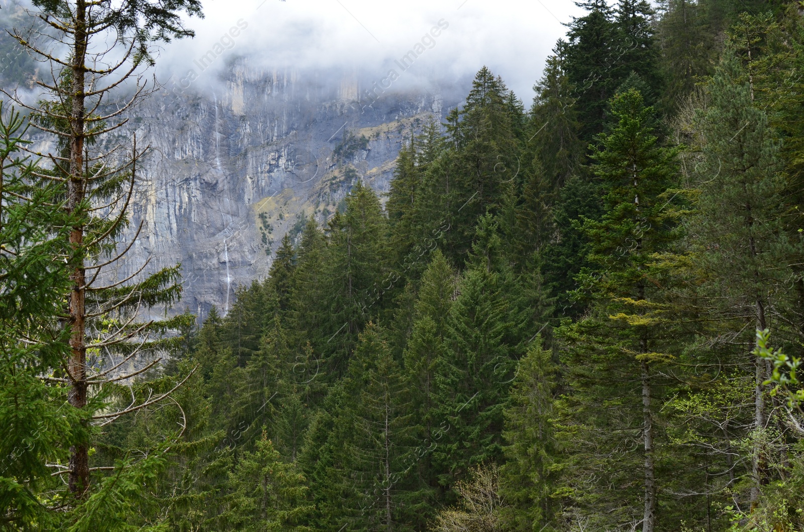 Photo of Picturesque view of conifer forest in mountains