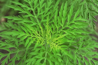 Ragweed plant (Ambrosia genus) outdoors, closeup. Seasonal allergy