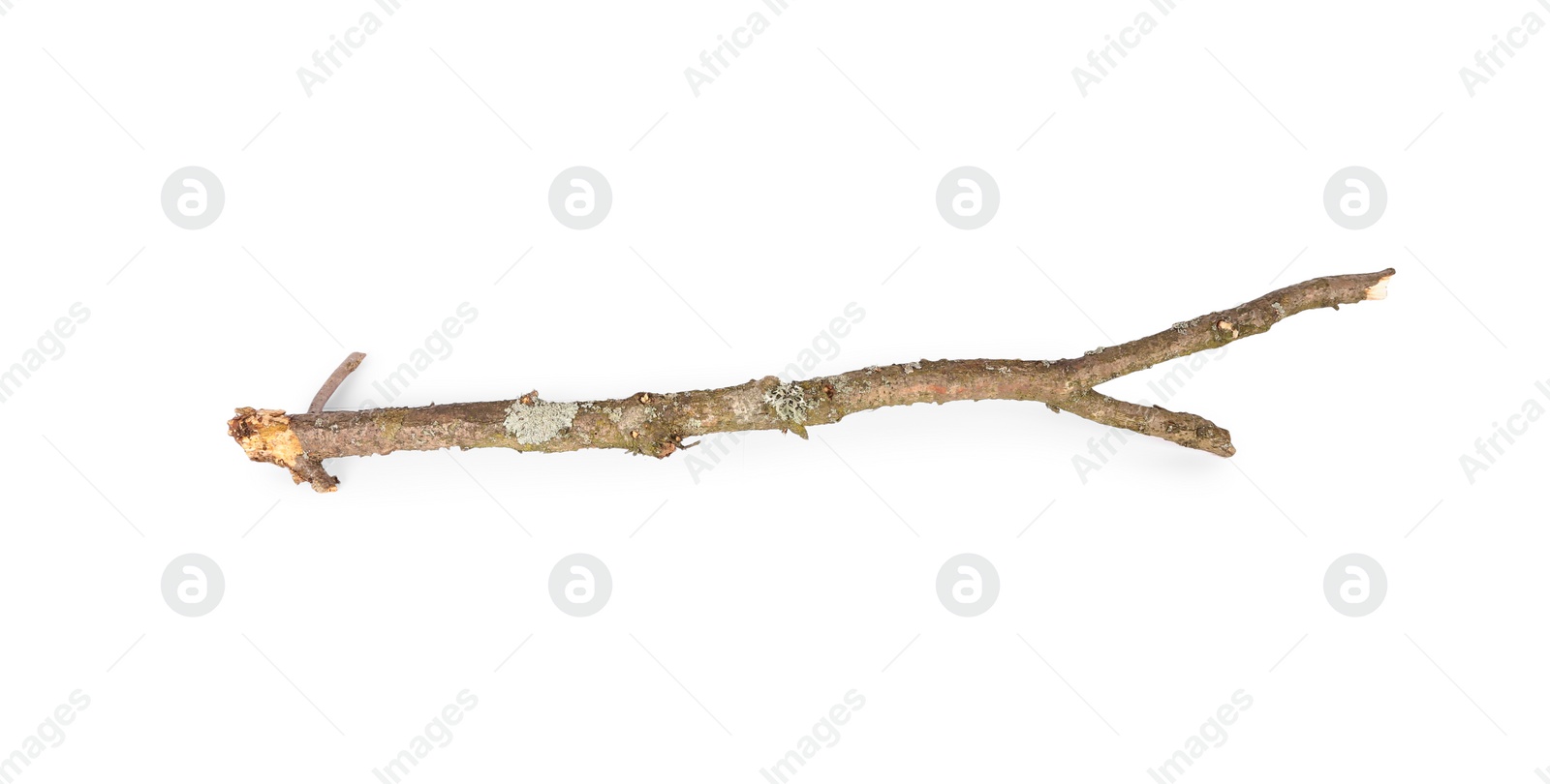 Photo of One dry tree branch isolated on white, top view