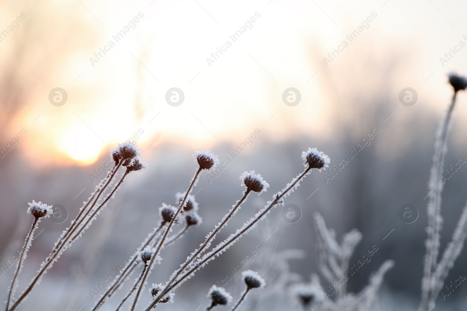 Photo of Dry plant covered with hoarfrost outdoors on winter morning, closeup