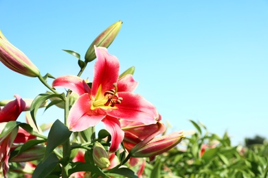 Beautiful bright pink lilies growing at flower field, closeup. Space for text