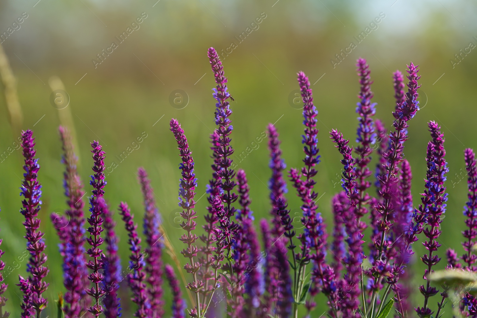 Photo of Beautiful wild flowers outdoors on sunny day. Amazing nature in summer