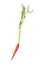 Photo of Fresh ripe carrot on white background. Wholesome vegetable