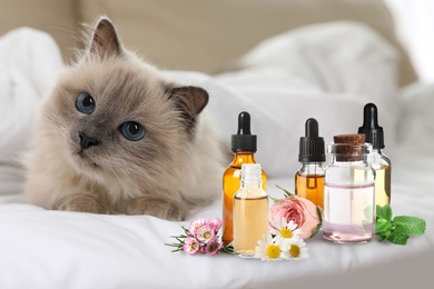 Image of Aromatherapy for animals. Essential oils and cute cat on bed