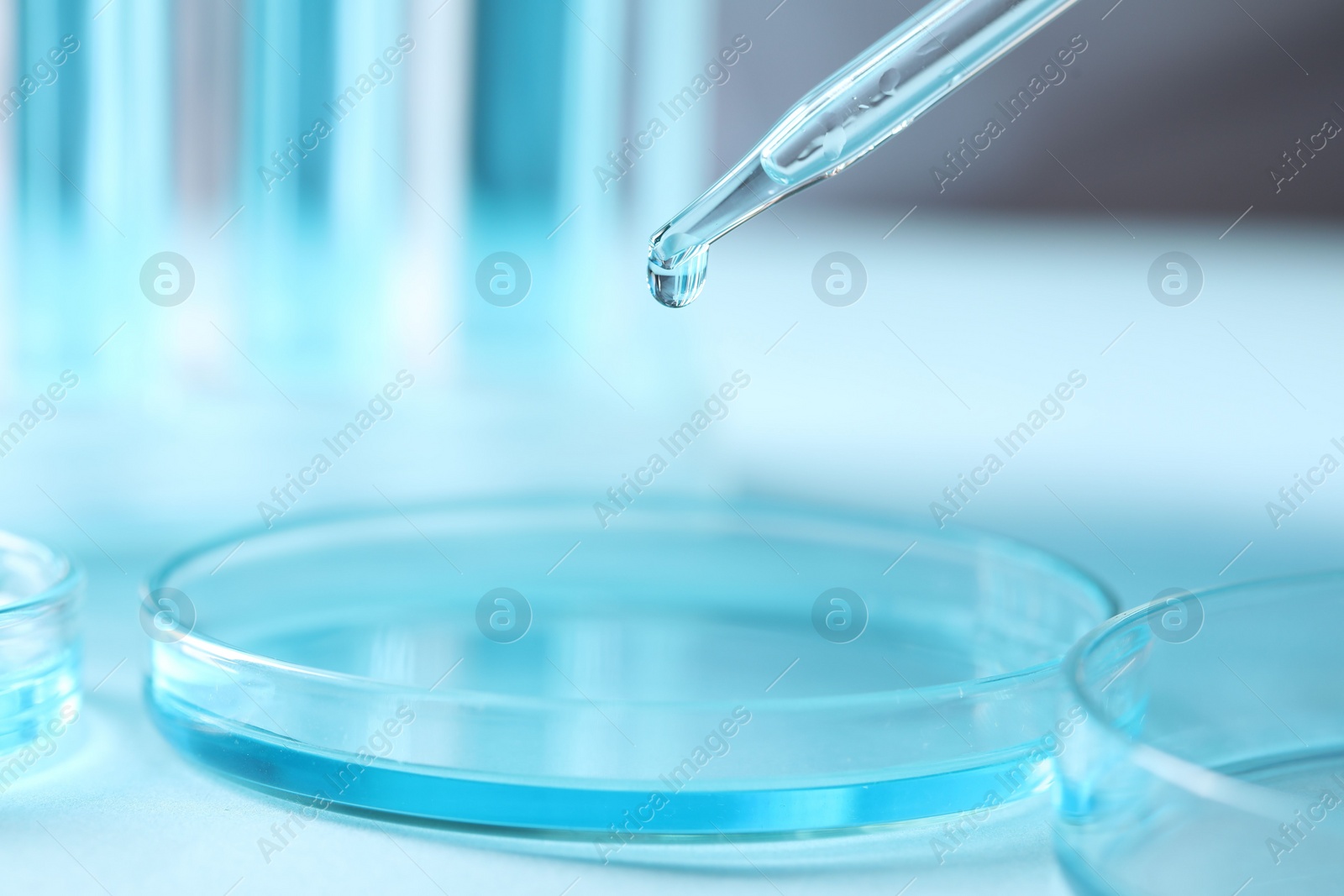 Photo of Dripping liquid from pipette into petri dish on blurred background, closeup. Laboratory analysis