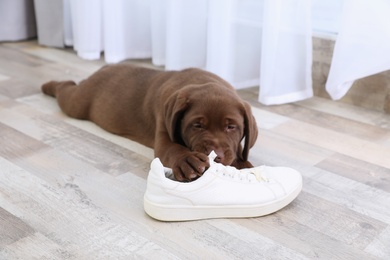 Chocolate Labrador Retriever puppy playing with sneaker on floor indoors