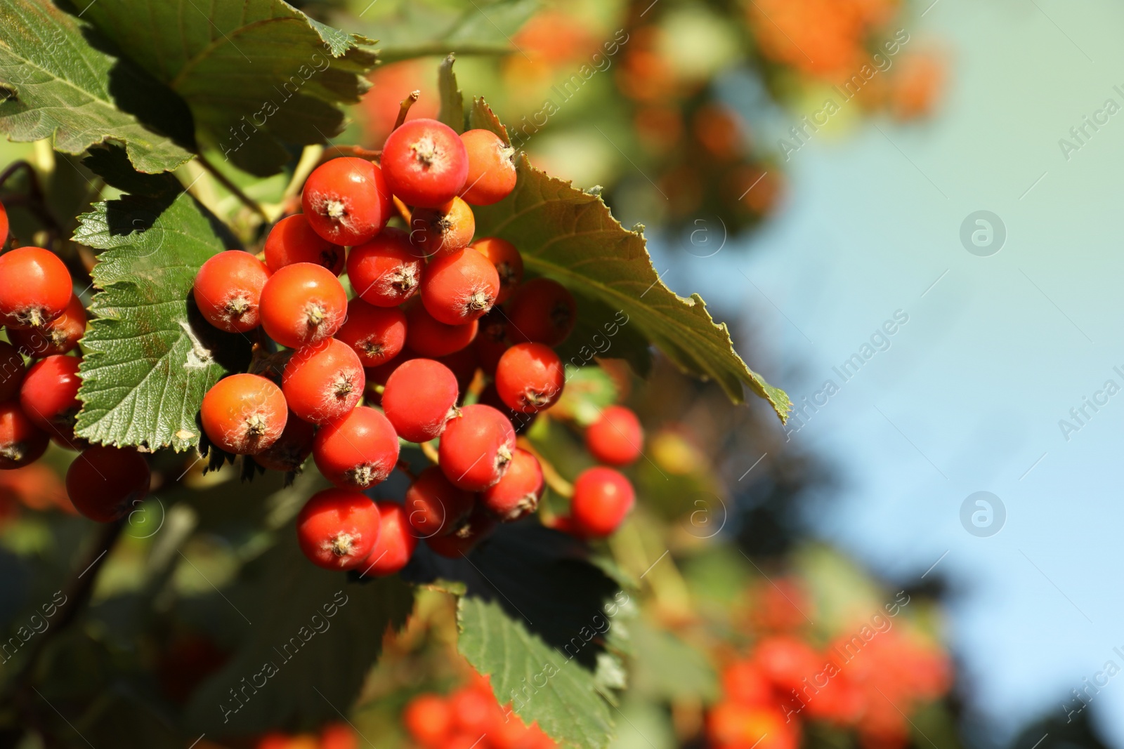 Photo of Rowan tree with many berries growing outdoors, closeup. Space for text