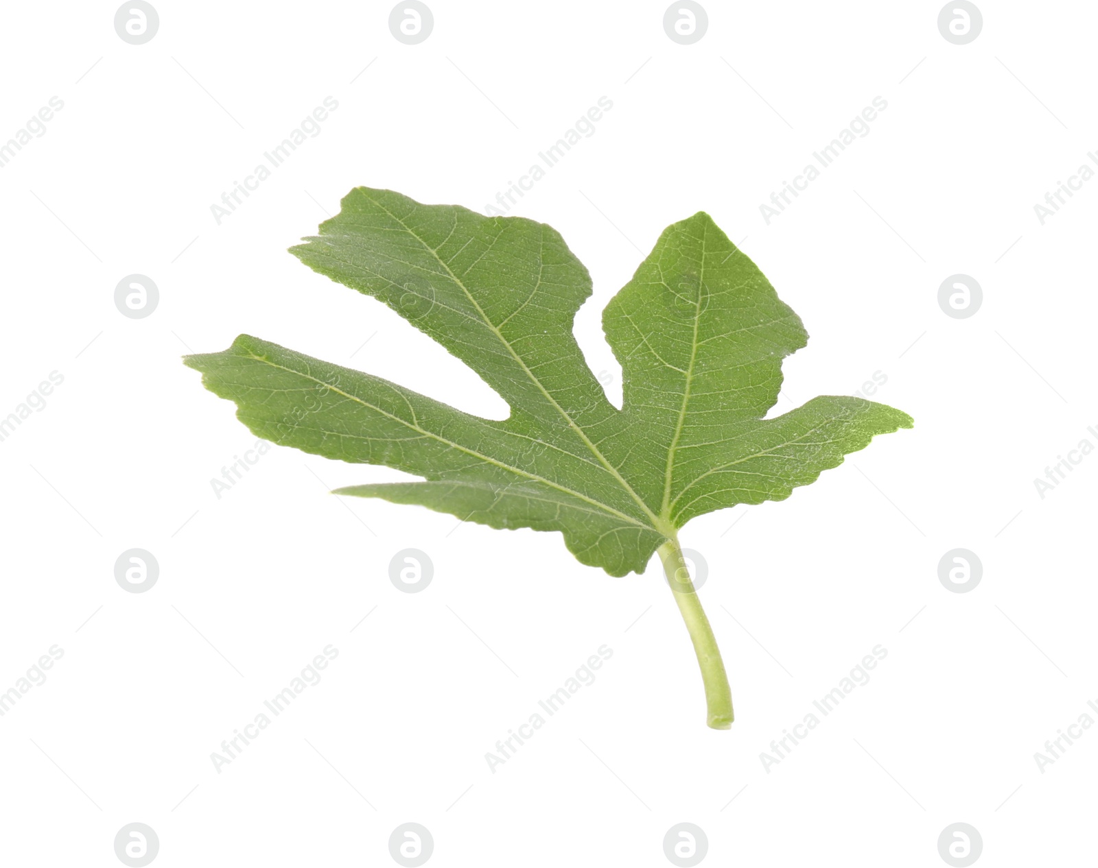 Photo of One green leaf of fig tree on white background