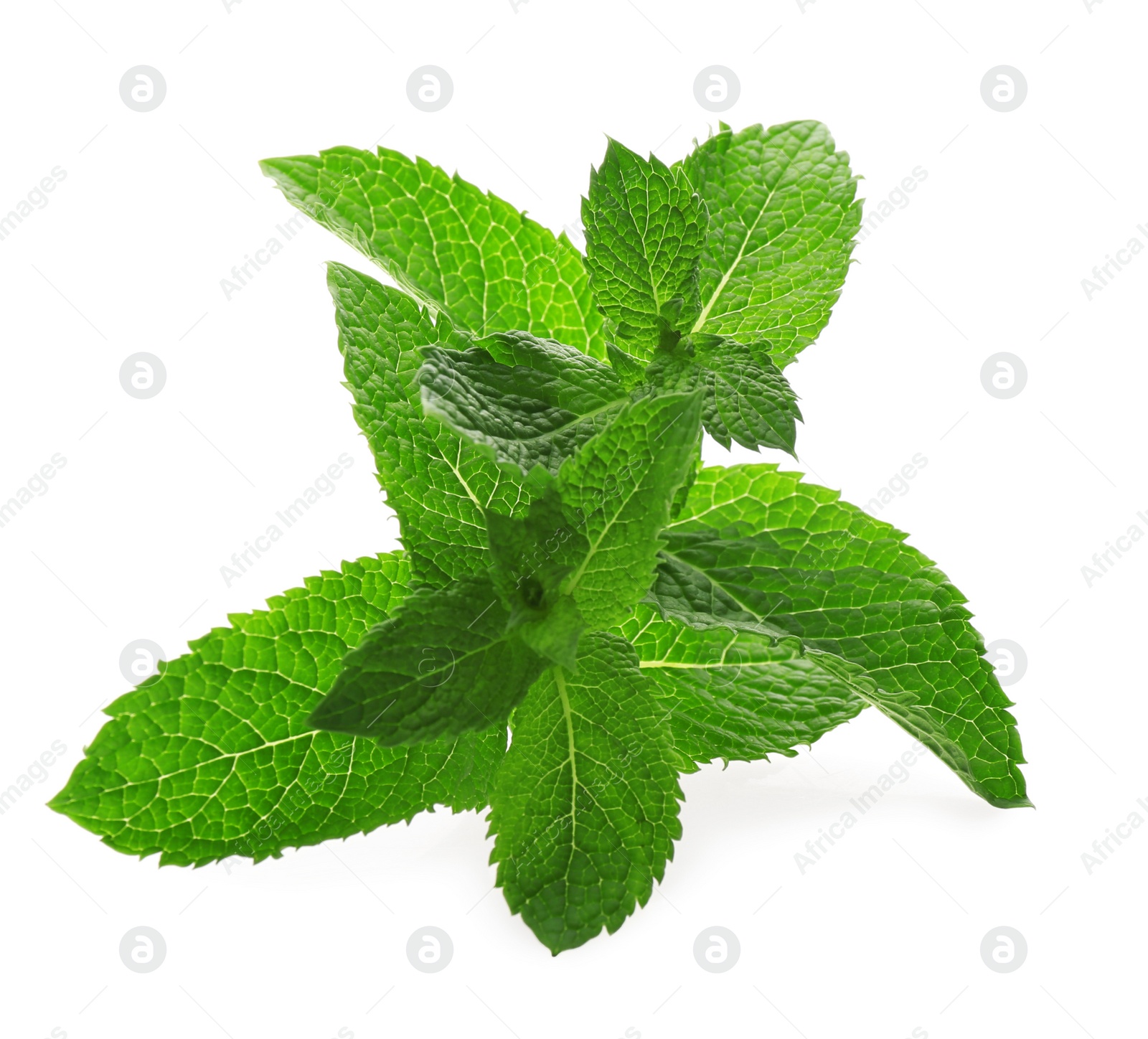 Photo of Fresh green mint leaves on white background