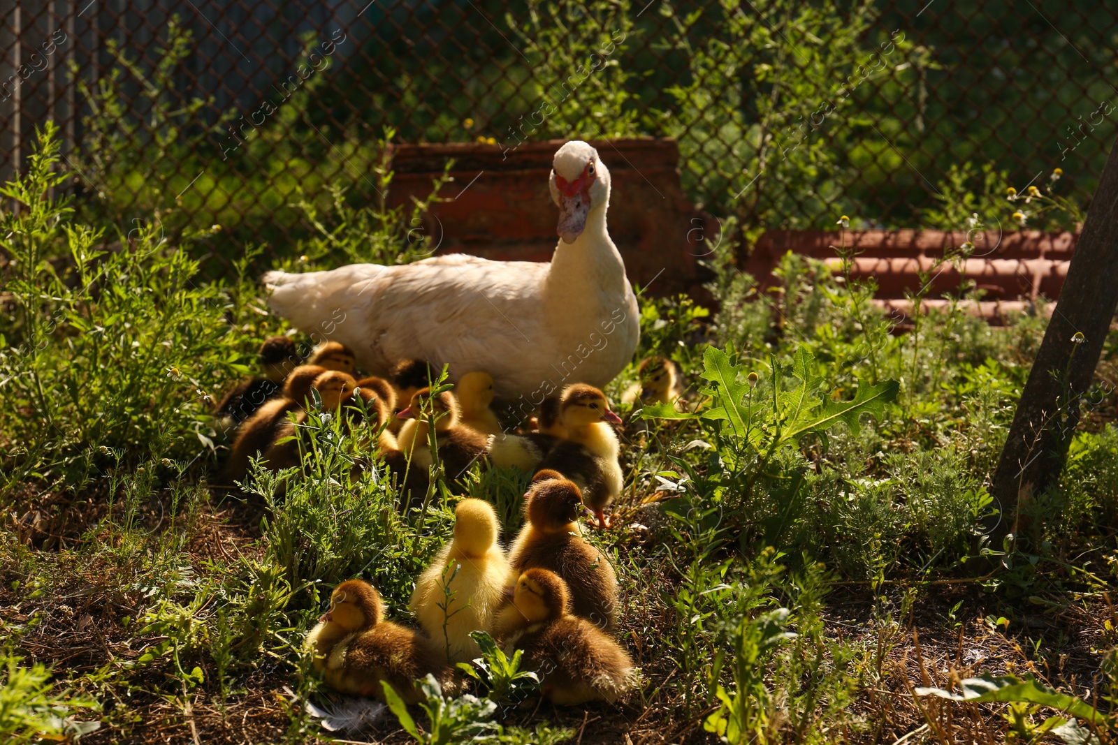 Photo of Cute fluffy ducklings with mother in farmyard