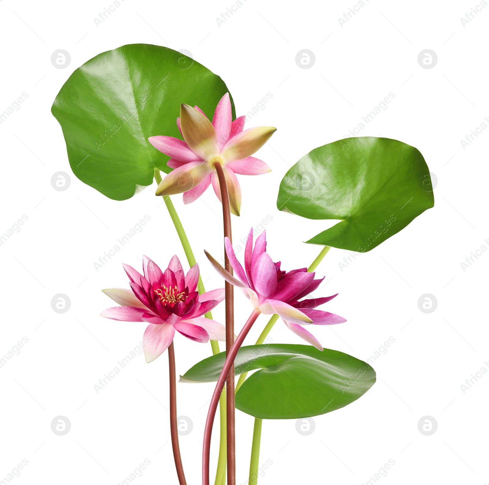 Image of Pink lotus flowers with long stems isolated on white