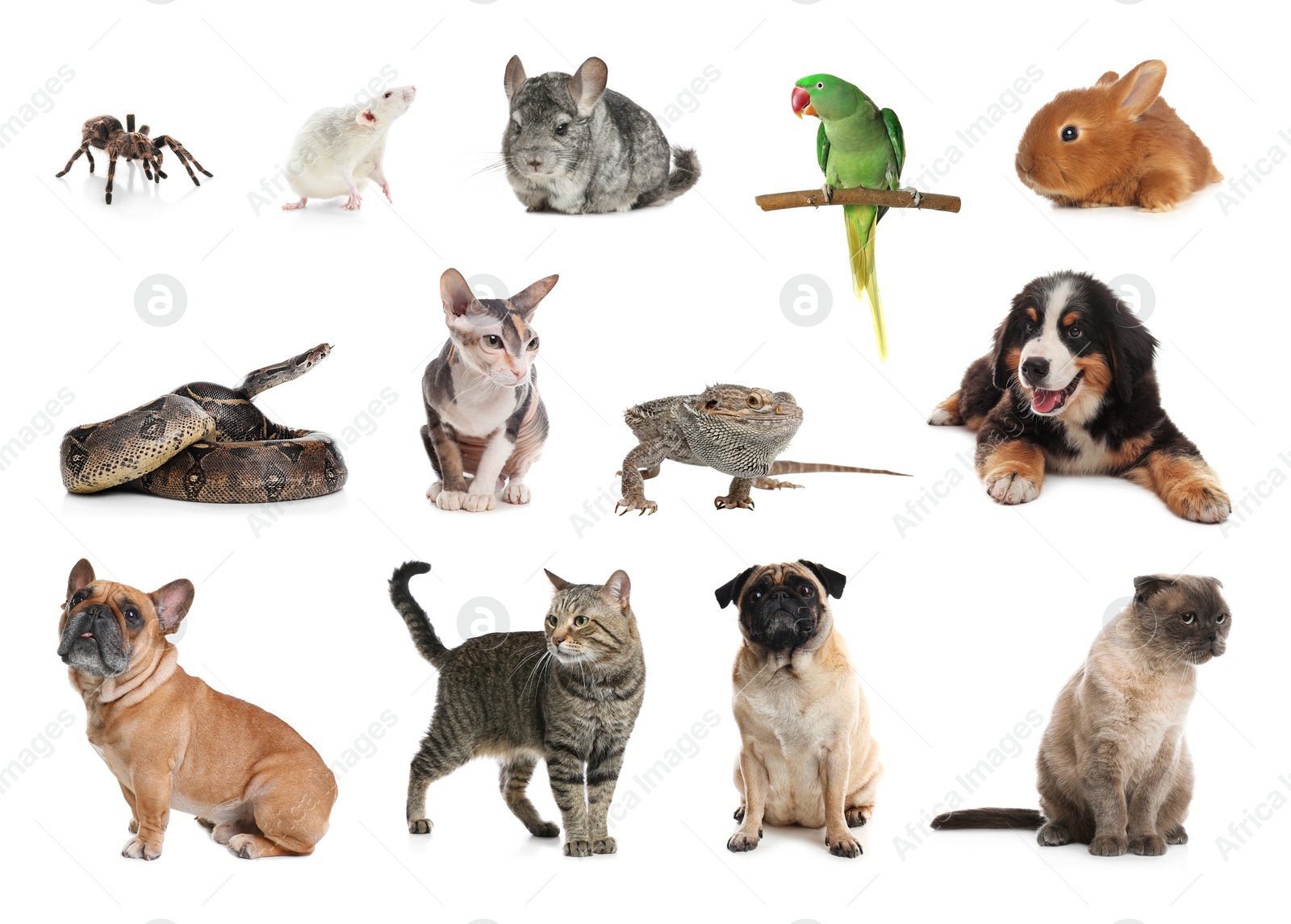 Image of Set of different pets on white background