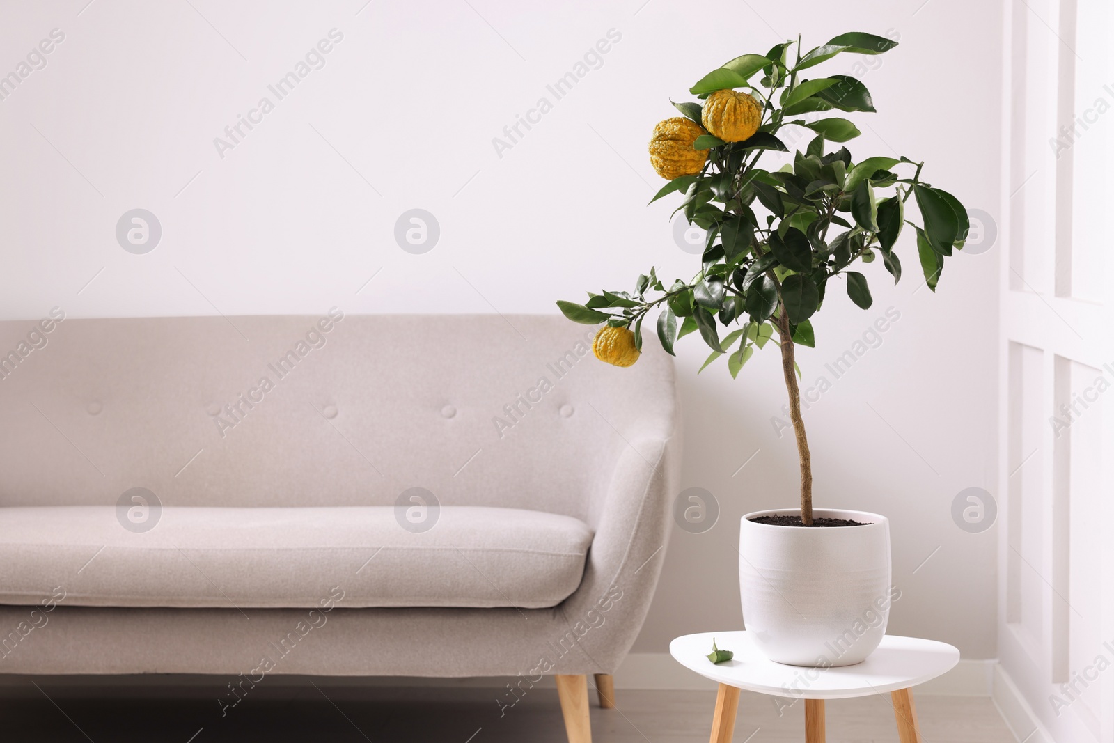 Photo of Idea for minimalist interior design. Small potted bergamot tree with fruits on table in living room