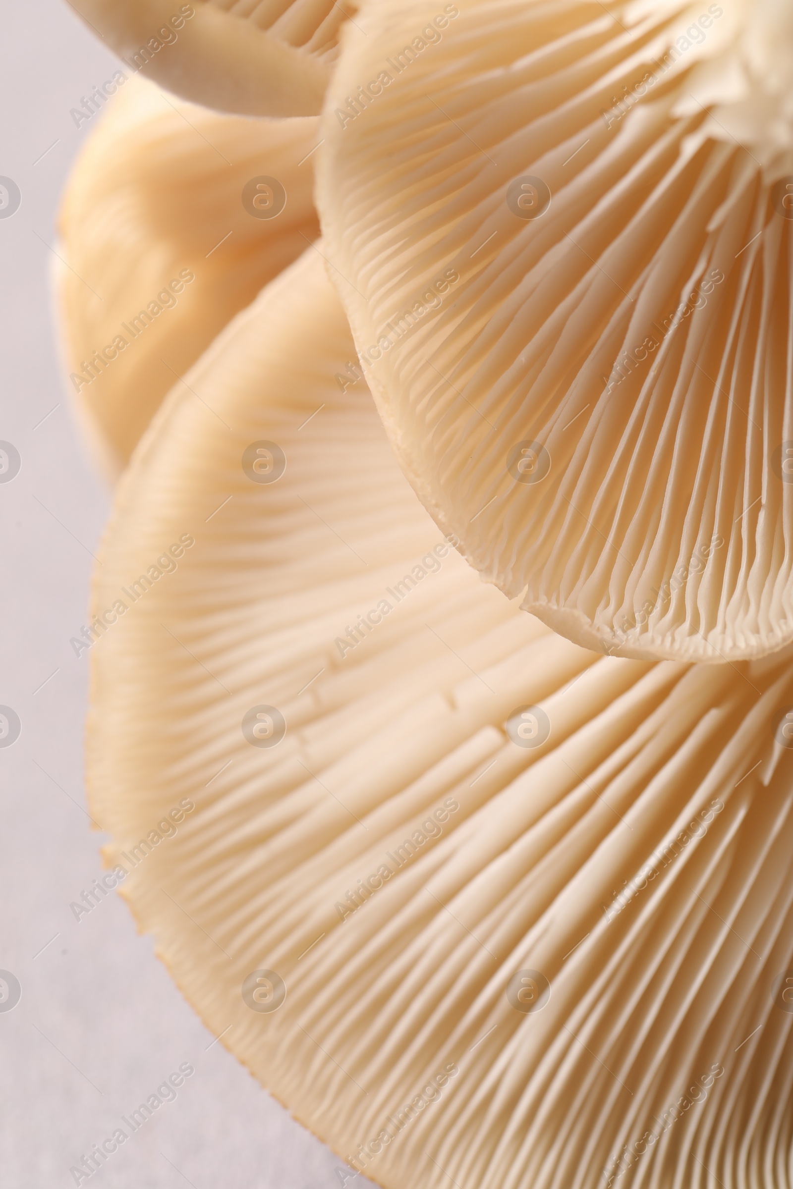 Photo of Fresh oyster mushrooms on light background, macro view