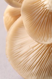 Photo of Fresh oyster mushrooms on light background, macro view