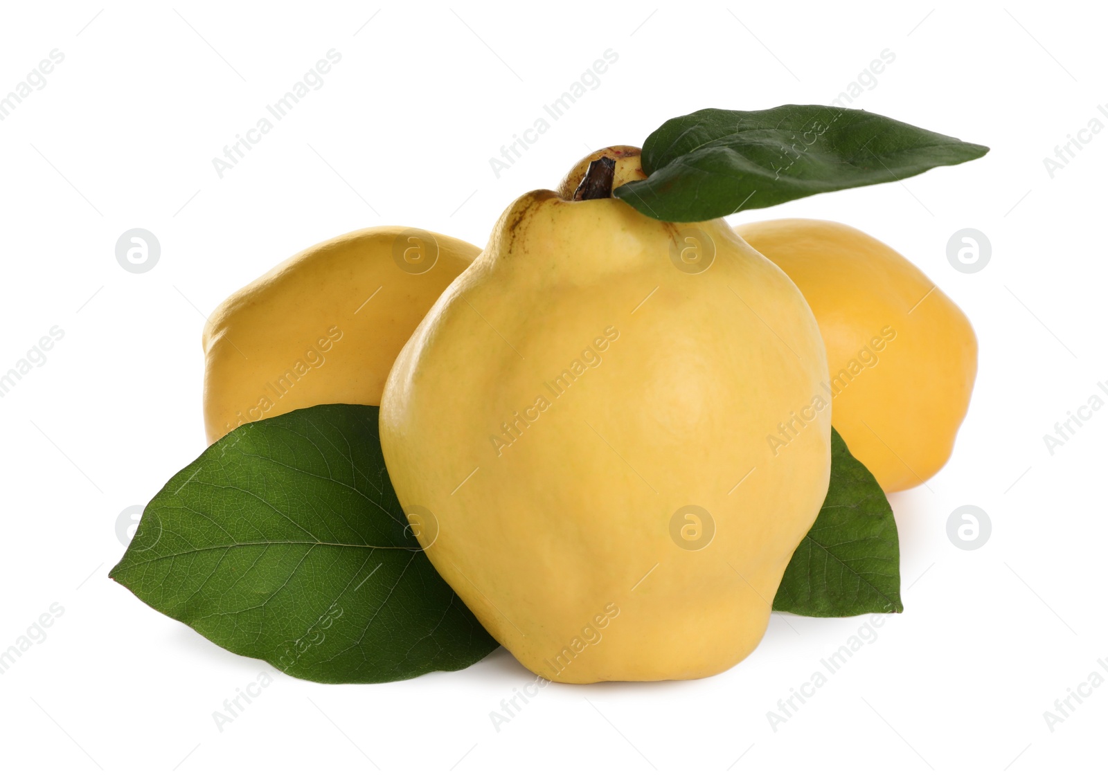 Photo of Ripe quinces with leaves on white background