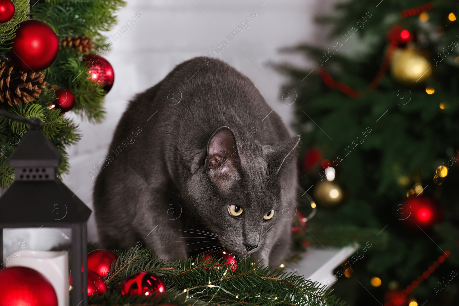 Photo of Cute cat on fireplace in room decorated for Christmas