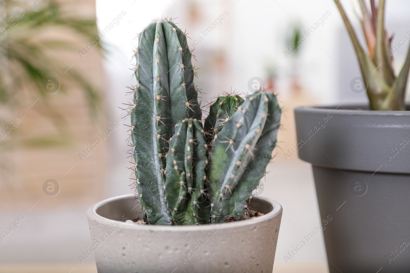 Photo of Cactus on blurred background, closeup. Trendy home interior with plant