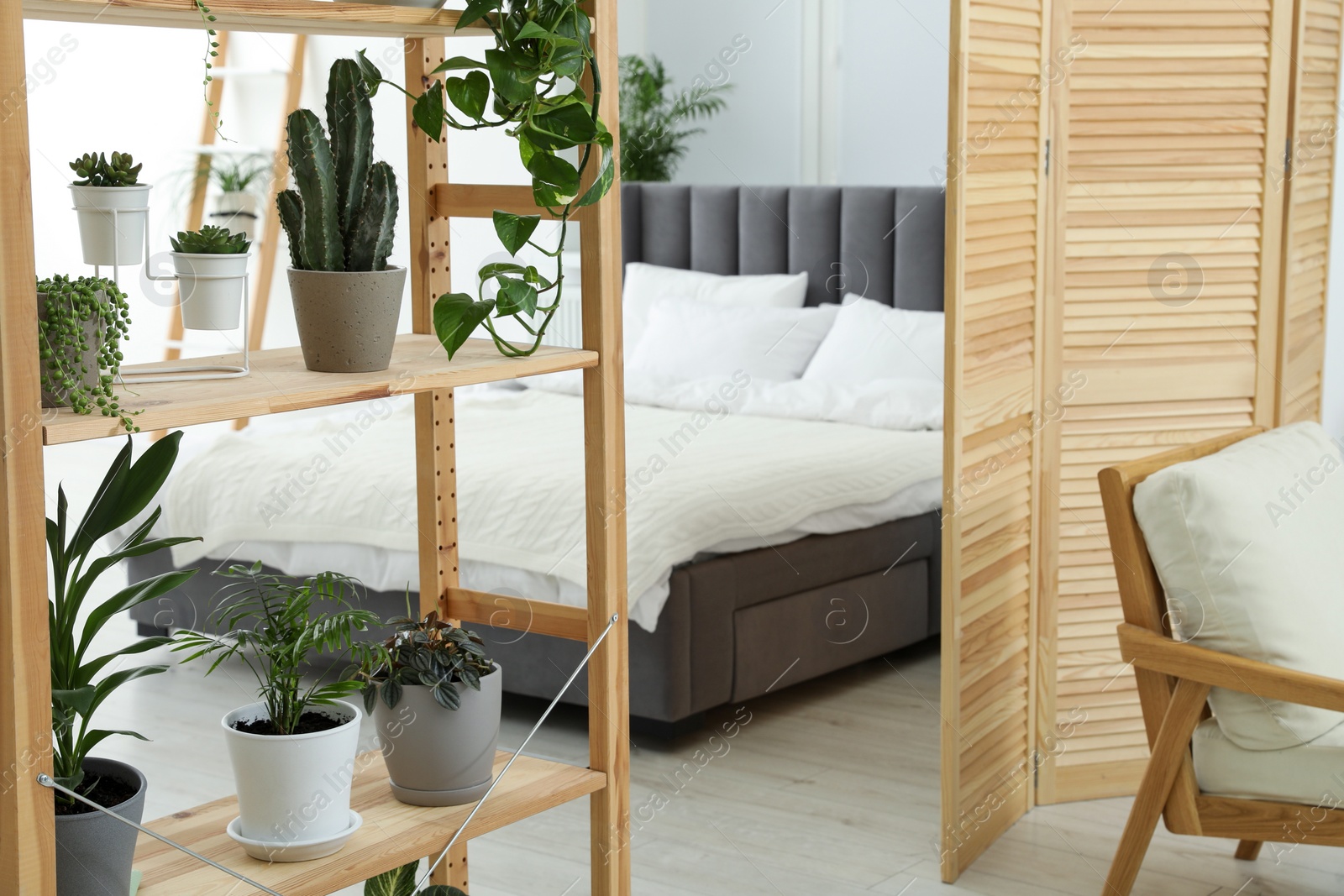 Photo of Stylish room with different potted green plants on shelving unit and comfortable bed