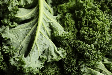 Fresh wet kale leaves as background, closeup